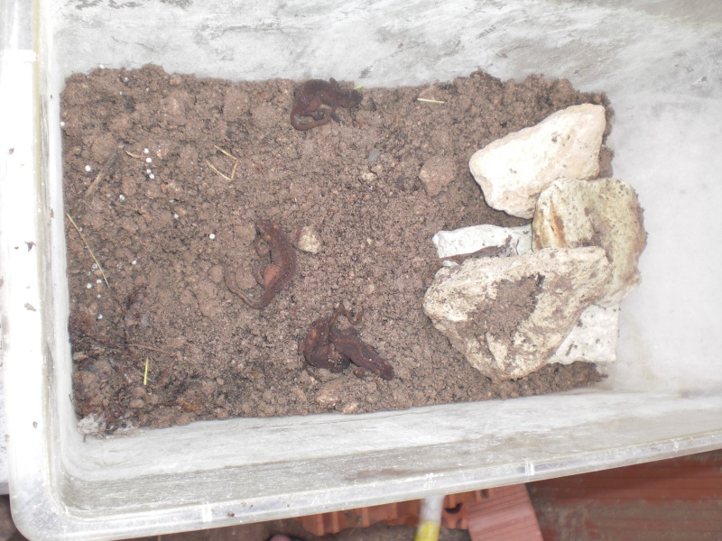 Ommatotriton ophryticus