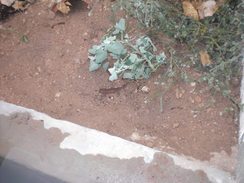 Ommatotriton ophryticus