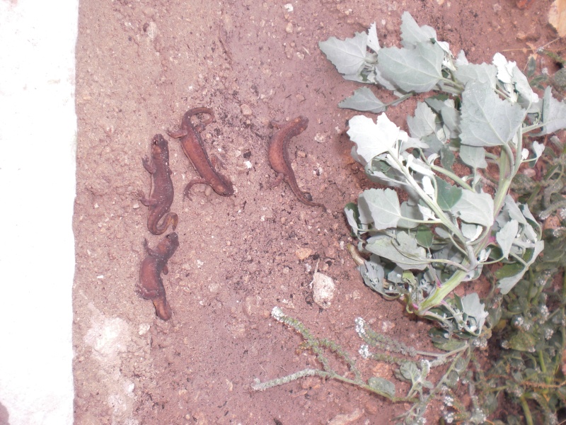 Ommatotriton ophryticus