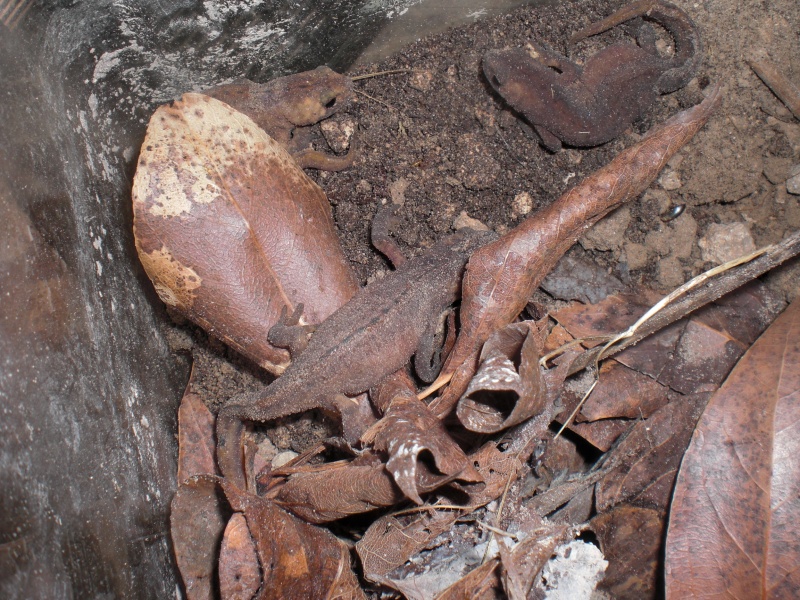 Ommatotriton ophryticus