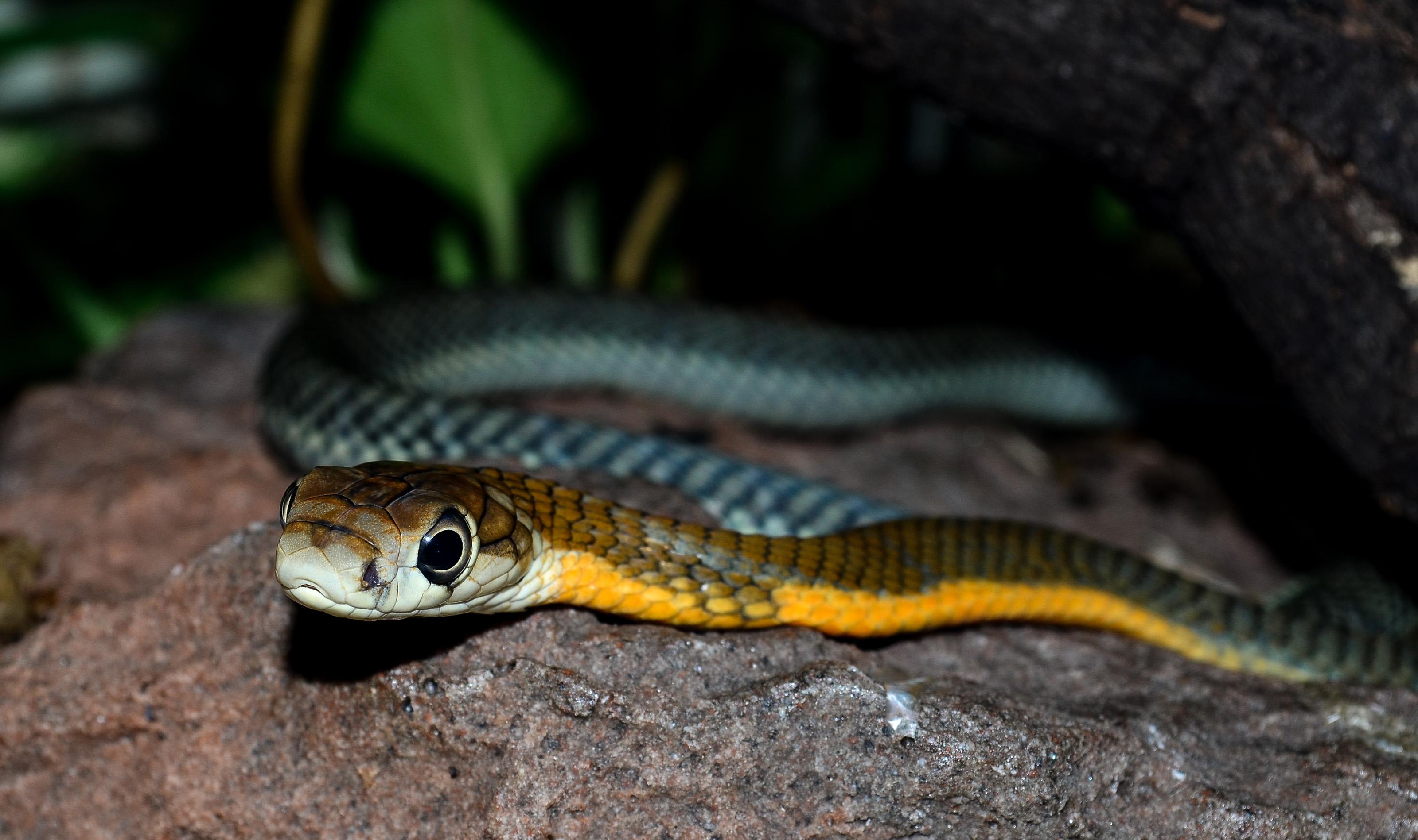 Ophiophagus hannah baby.jpg