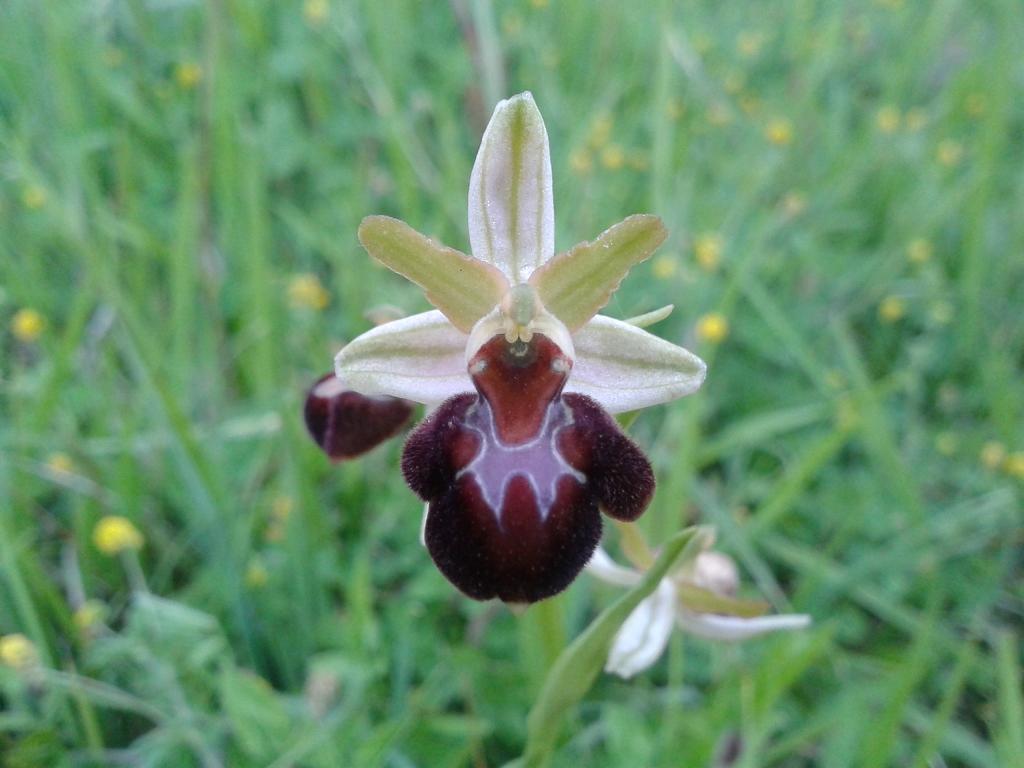 Ophrys incubacea