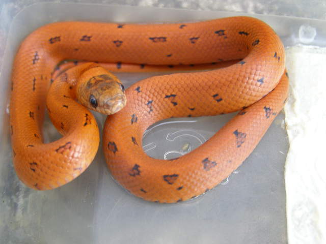 Orange L m thayeri Leopard line