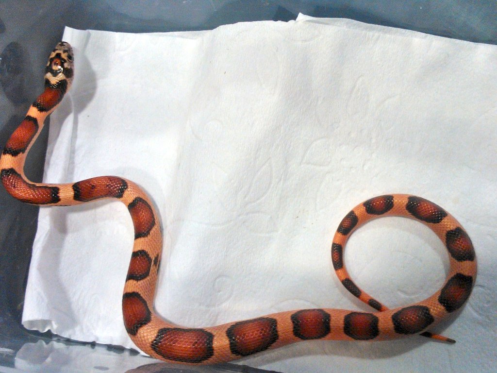 Orange Supercornduran