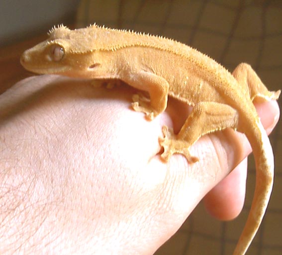 Oranje Whitetail.jpg