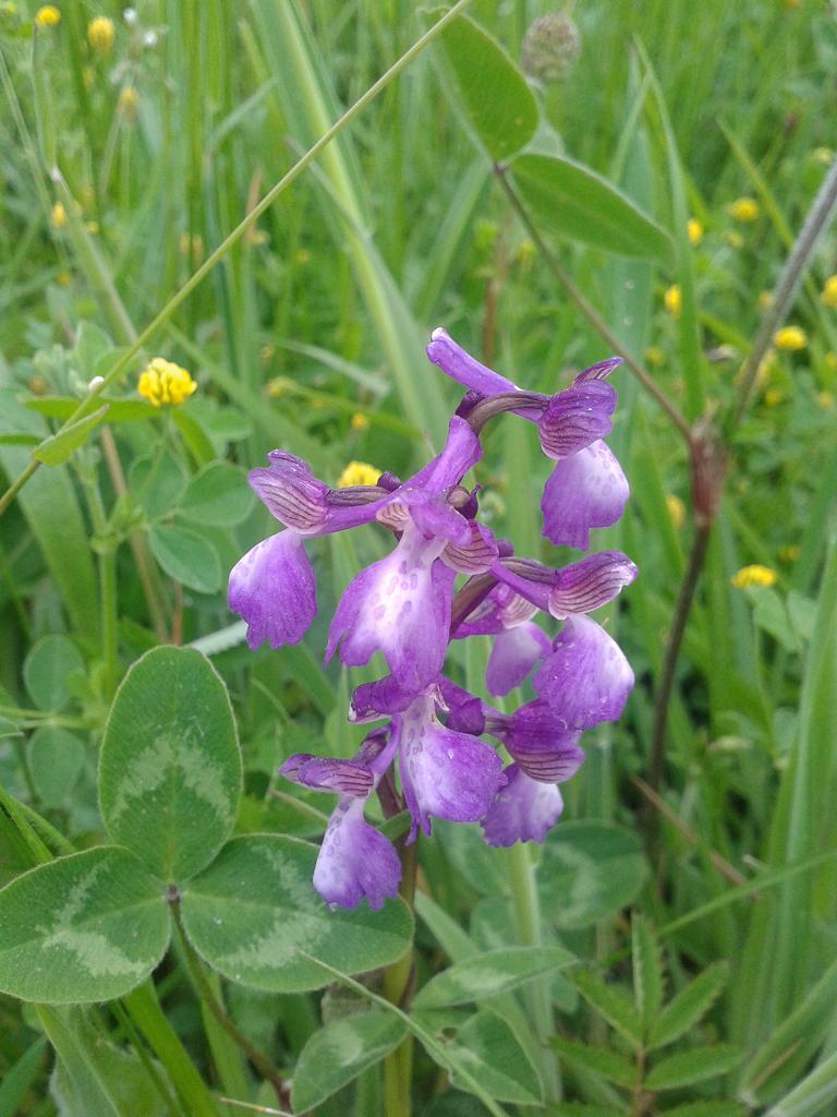 Orchis morio