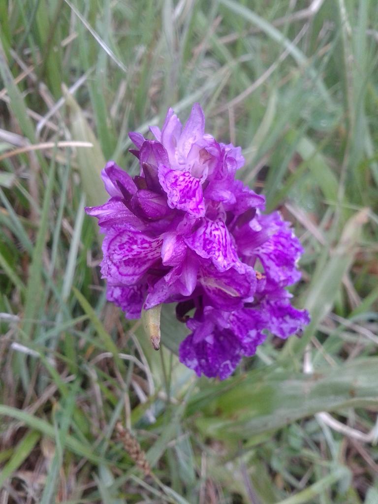 Orchis sp.