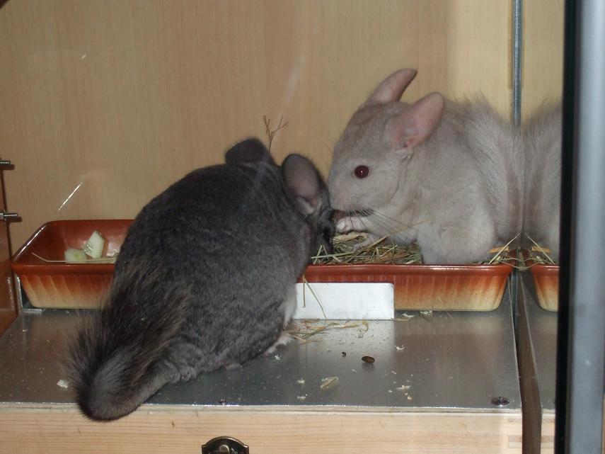 orion y luna fauna.JPG