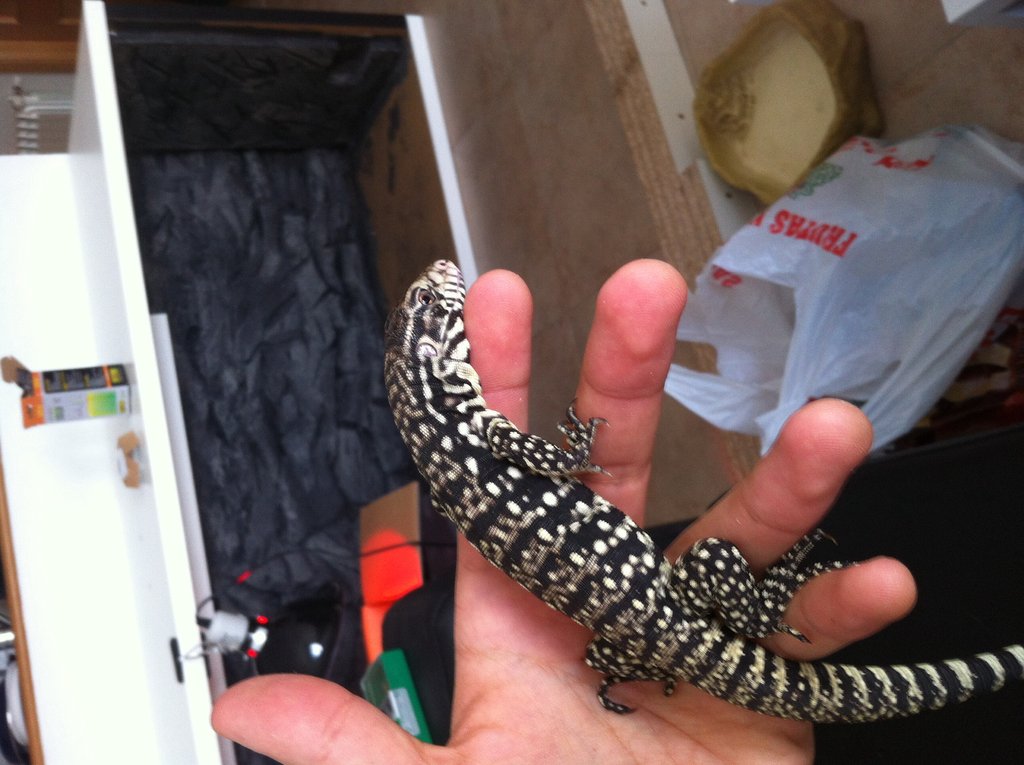 Os presento a mi Merianae