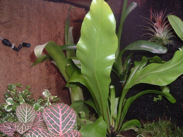 otro lado del terrario (600 x 450).jpg