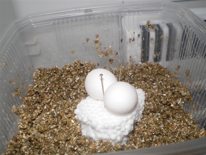 ous de phelsuma 001 (Medium).jpg