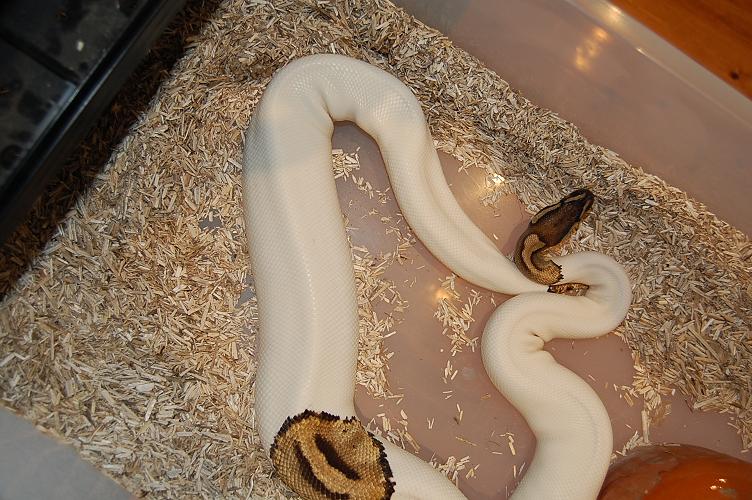 ovulacion 11-6-12 (3).jpg