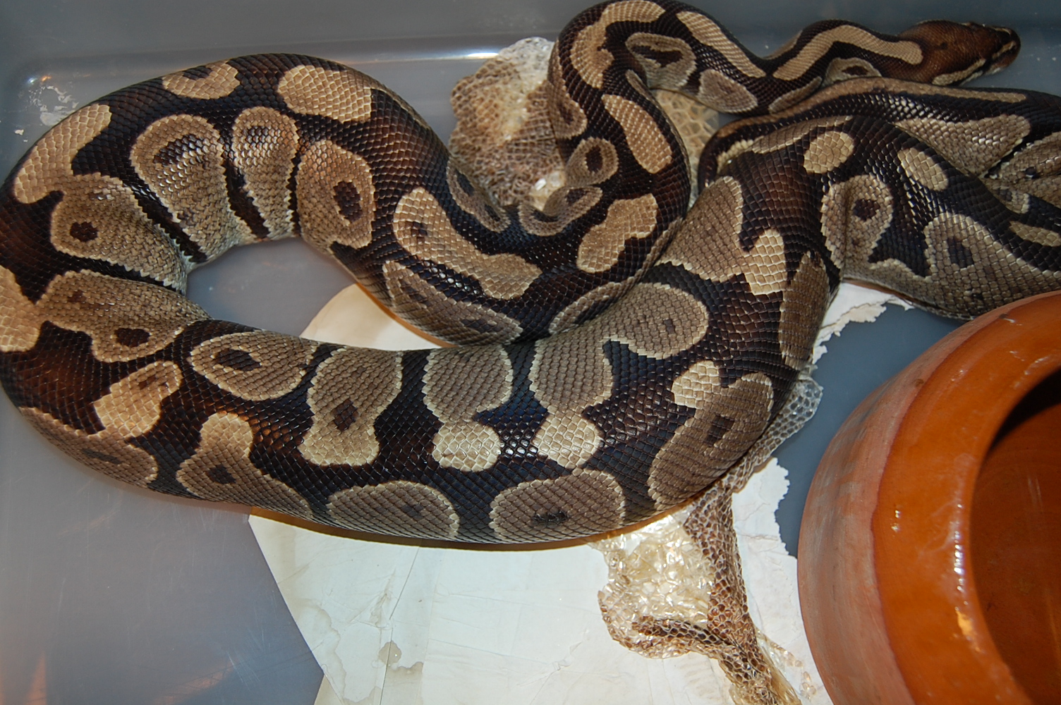 Ovulacion H 11 (7-4-11) (4).JPG