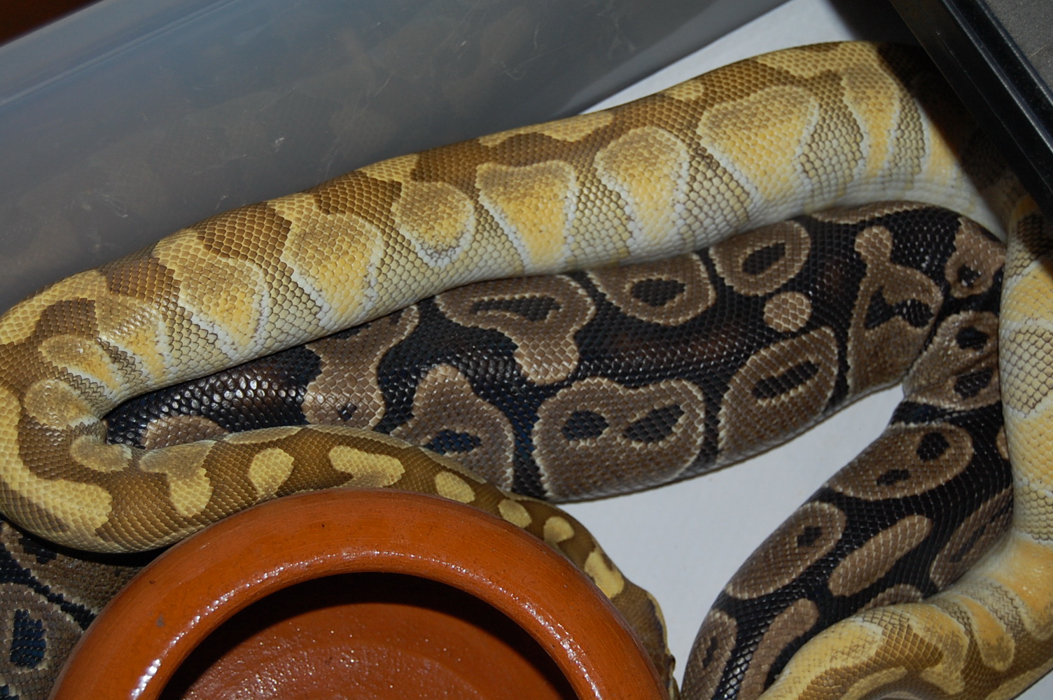 Ovulacion H 8 (7-4-11) (2).jpg