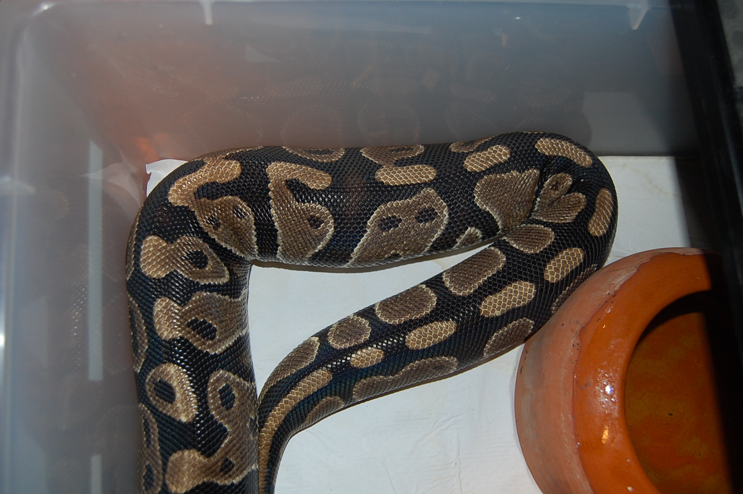 Ovulacion H 8 (7-4-11) (5).JPG