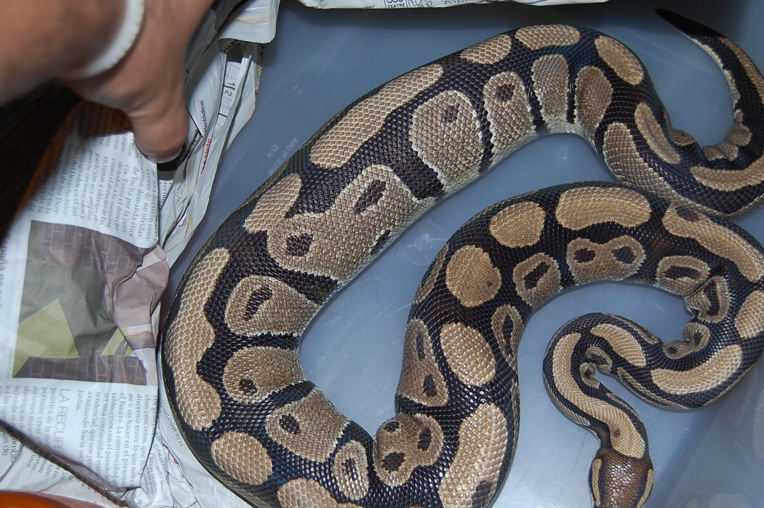 ovulacion H3 . 17.6.2010.JPG