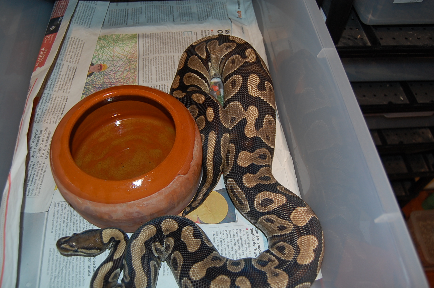 ovulacion H6--9-6-2010.JPG