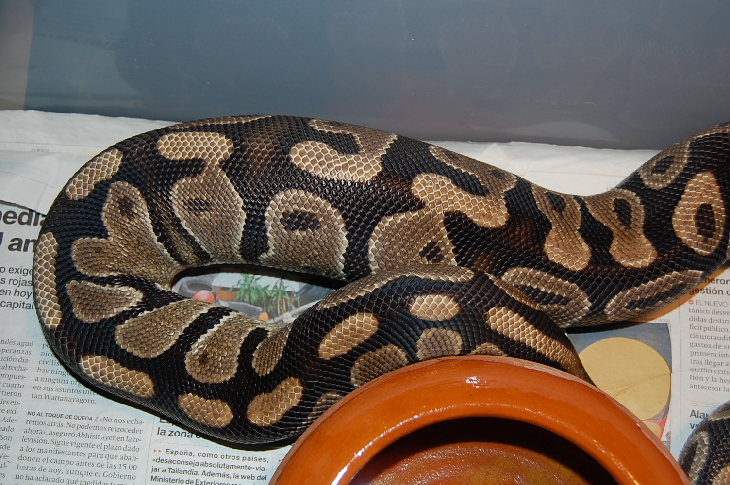 ovulacion H6- 9.6.2010.JPG