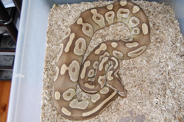 ovulacion mojave 29-5-2012 (8)..jpg