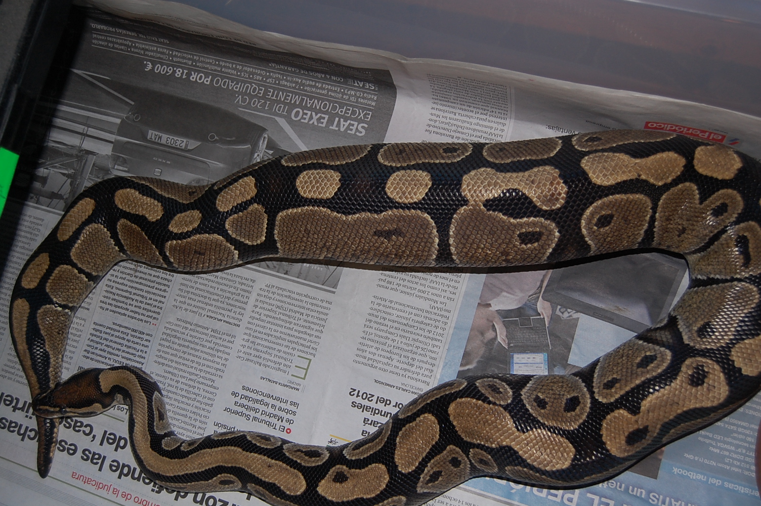 ovulacion nom2 29.5.2010.JPG