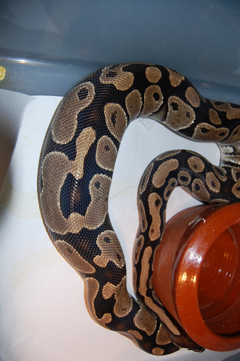 Ovulacion Normal 9 (4-3-2011).JPG