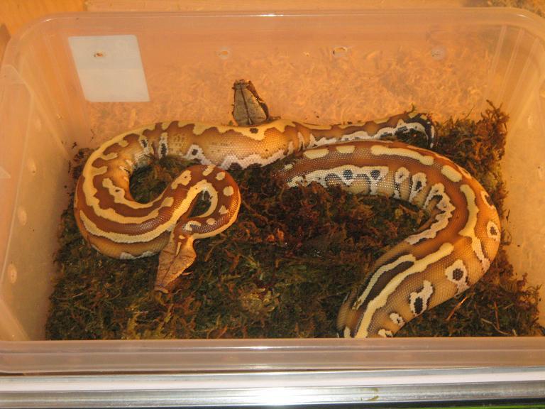 P. curtus brongersmai y el musgo.JPG