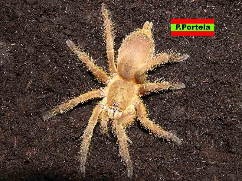 P.guanxiensis 1ghj.jpg