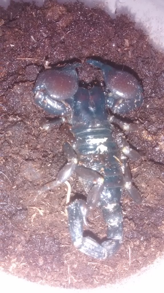 p. imperator o p.cavimanus