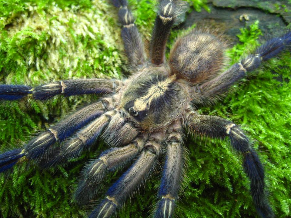 P metallica adult male