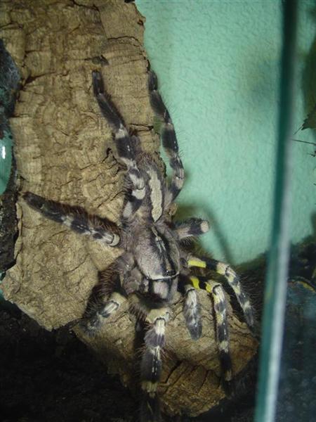 P.Regalis.JPG
