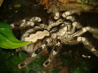 p.regalis
