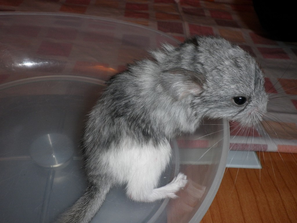 P1010004 [1024x768].JPG