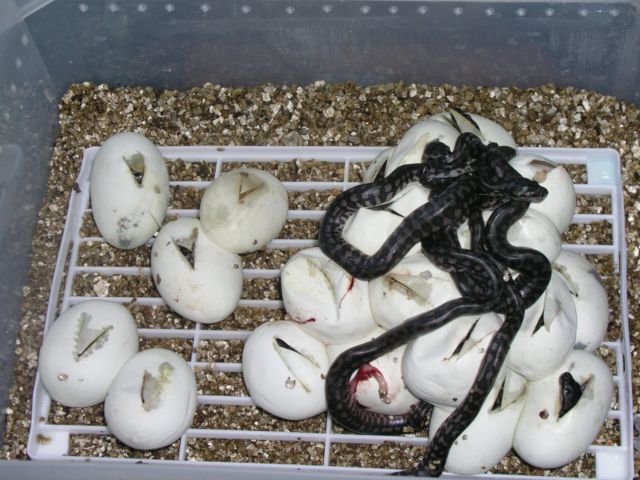 P1010016 [Resolución de Escritorio].JPG