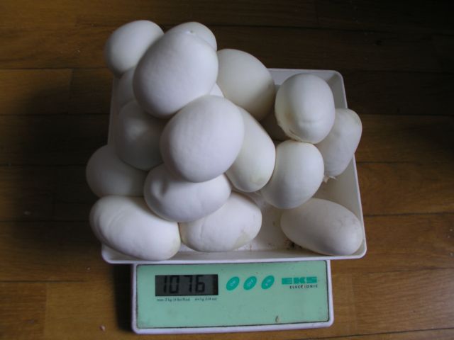 P1010017 [Resolución de Escritorio].JPG