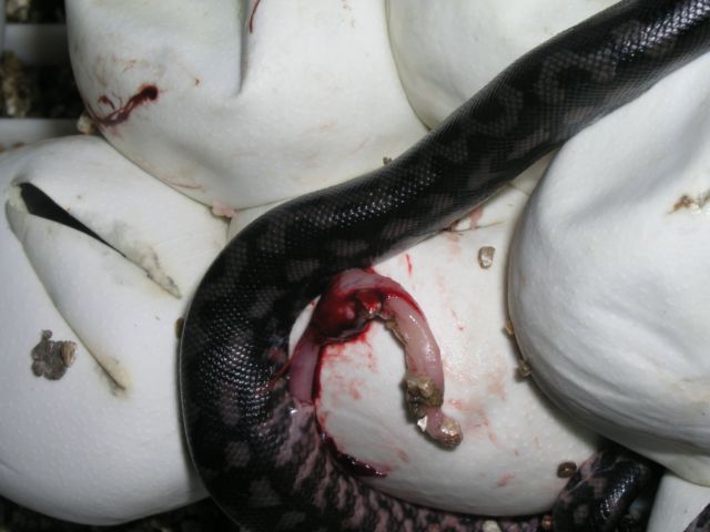 P1010022 [Resolución de Escritorio].JPG