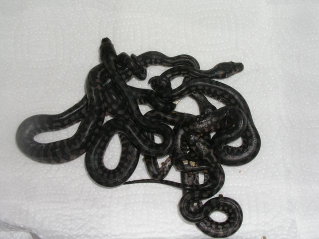 P1010034 [Resolución de Escritorio].JPG