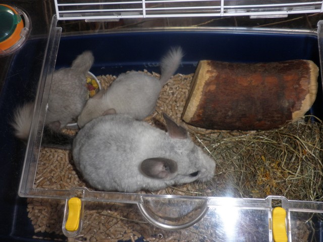 P1010060 [640x480].JPG