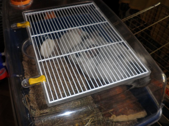 P1010066 [640x480].JPG