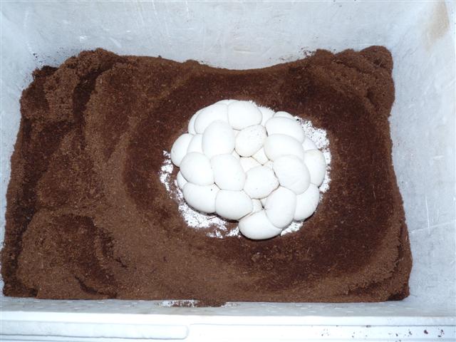 P1030290 (Small).JPG