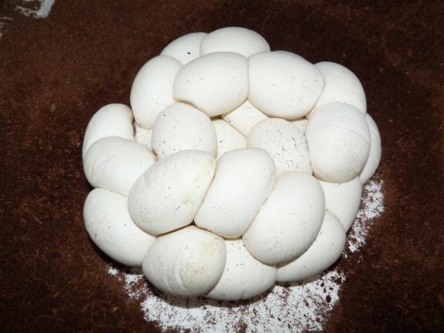 P1030292 (Small).JPG