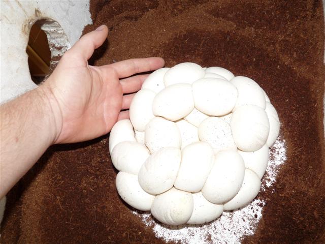 P1030293 (Small).JPG