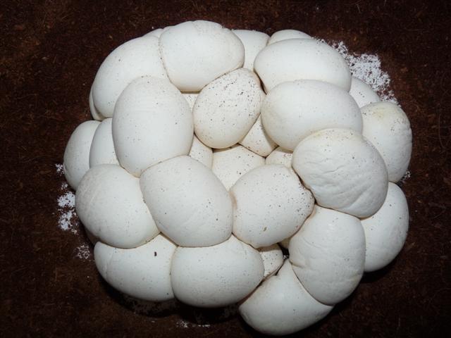 P1030296 (Small).JPG