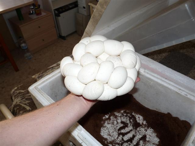 P1030298 (Small).JPG