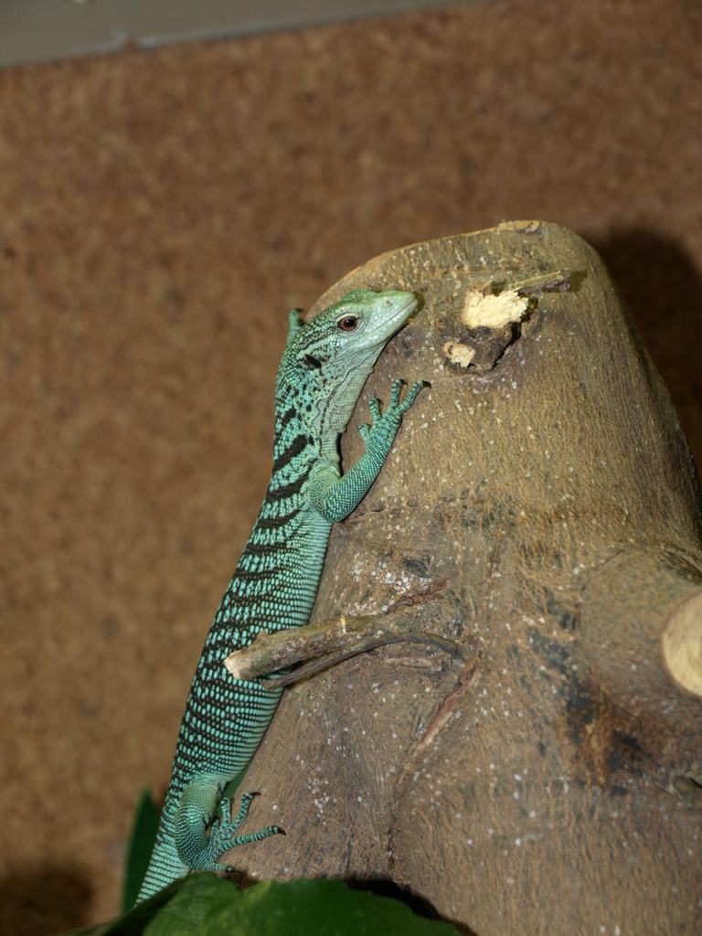 P4031184 - copia.JPG