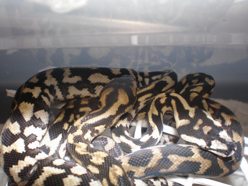 P8040174 [800x600].jpg