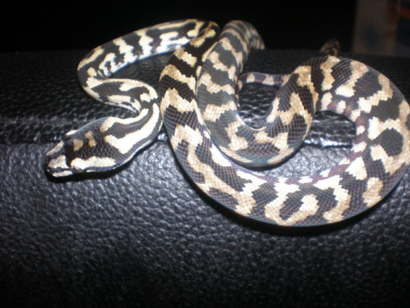 P8040178 [800x600].jpg