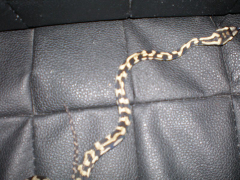 P8220188 [800x600].jpg