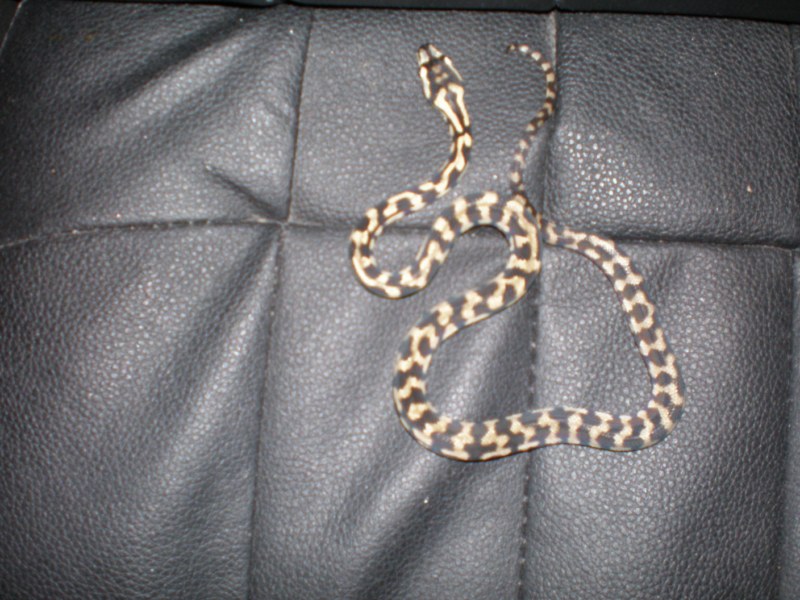 P8220190 [800x600].jpg