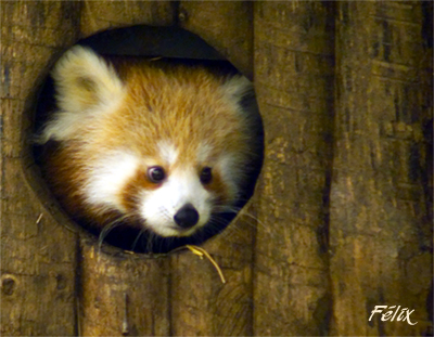 Panda rojo 02.Foto recortada.jpg