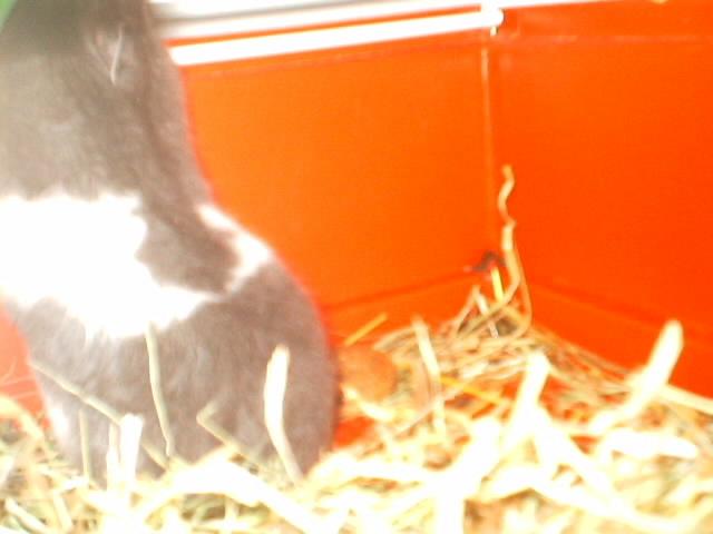 Panda ssshocolate.JPG